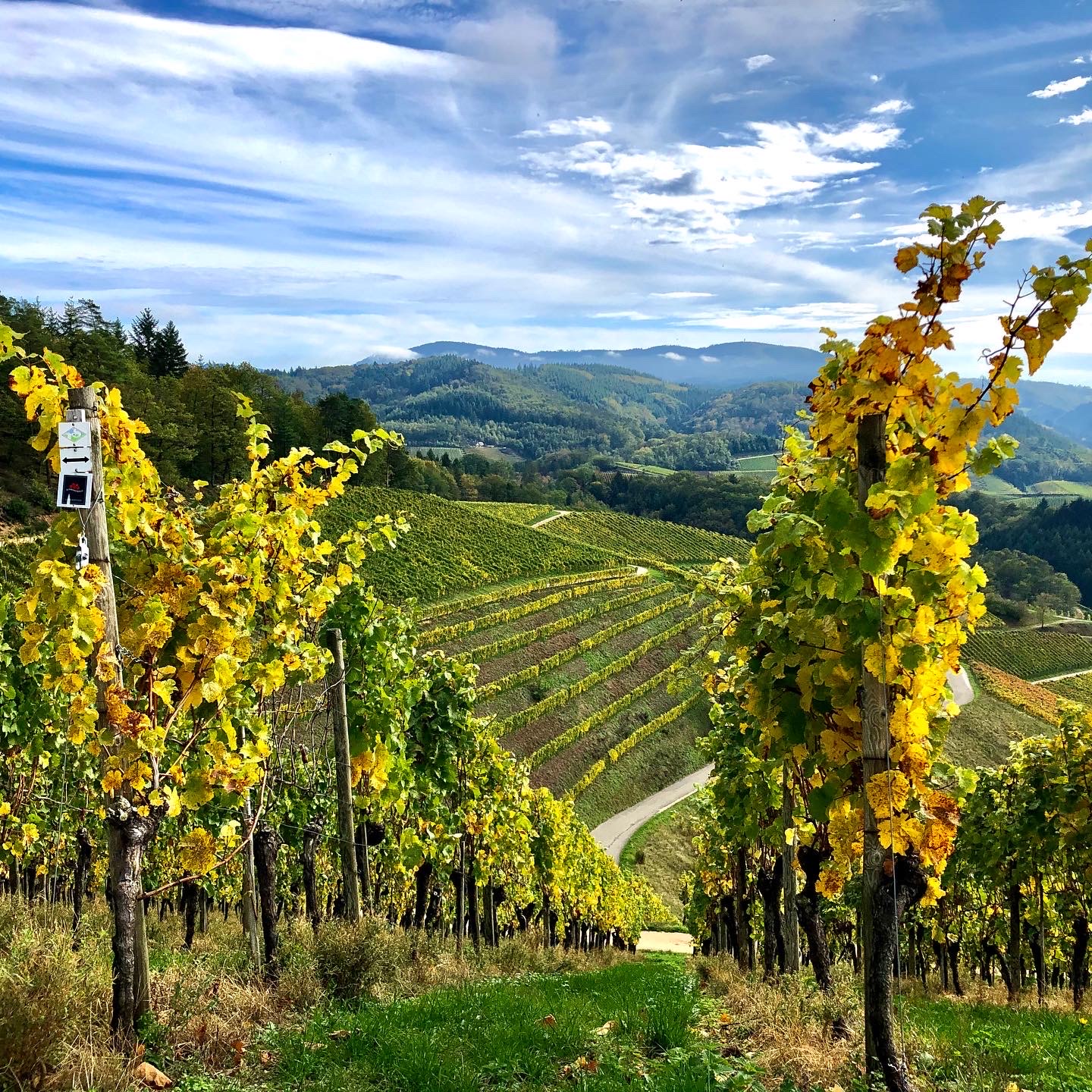 SEGWAY Reben Secco Tour Rebland Weinstrasse Cool CitySeg Baden-Baden Touren Events Stadt Team Privat Schwarzwald Tour