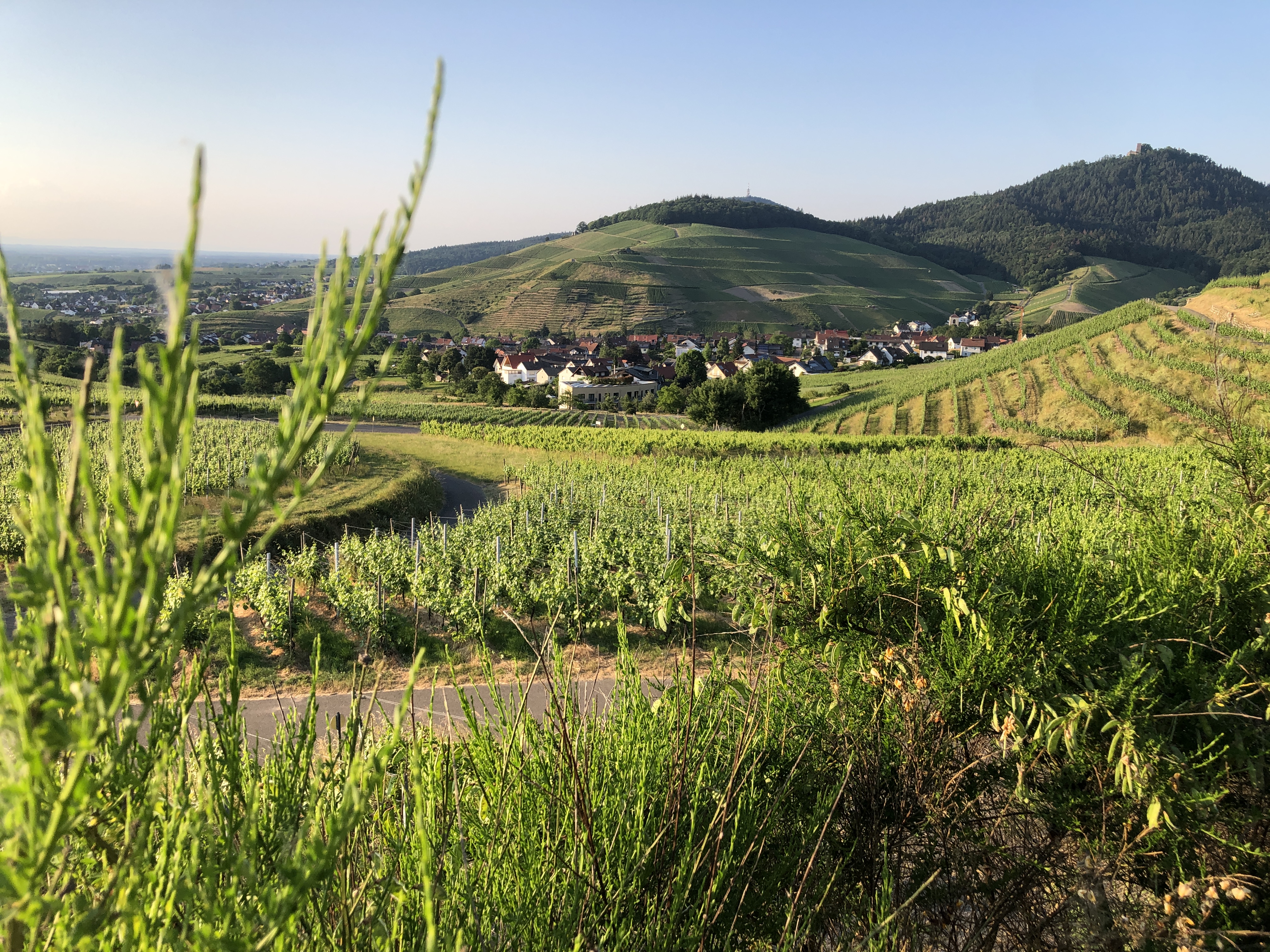 Segway Tour Weinberge, CitySeg, Baden-Baden